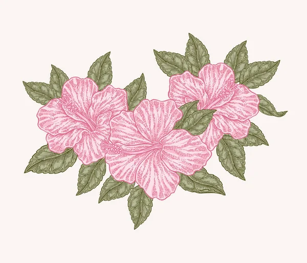 Flores e folhas de hibisco rosa. Ilustração vetorial botânica desenhada à mão gravada. Composição floral . — Vetor de Stock