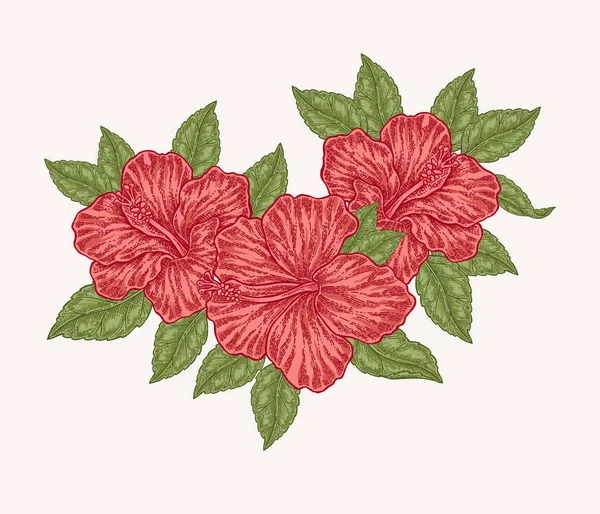 Flores y hojas de hibisco rojo. Ilustración de vector botánico dibujado a mano grabado. Composición floral . — Archivo Imágenes Vectoriales