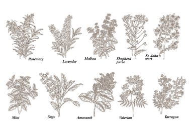 Biberiye, nane, melissa, adaçayı, lavanta, amaranth, tarhun, tutsan, valerian ve shepherd's çanta otlar set. Tıbbi bitkiler koleksiyonu. Vektör çizim kazınmış.
