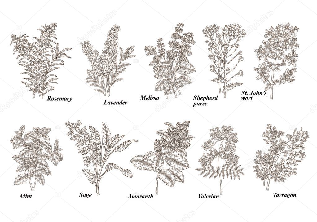 Rosemary, mint, melissa, sage, lavender, amaranth, tarragon, tutsan, valerian and shepherd's purse herbs set. Medical plants collection. Vector illustration engraved.