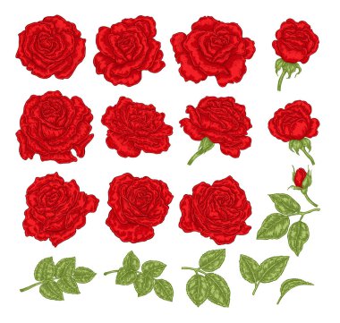 Kırmızı gül illüstrasyon vektör. Elle çizilmiş çiçek ve yaprakları. Çiçek tasarım öğeleri.