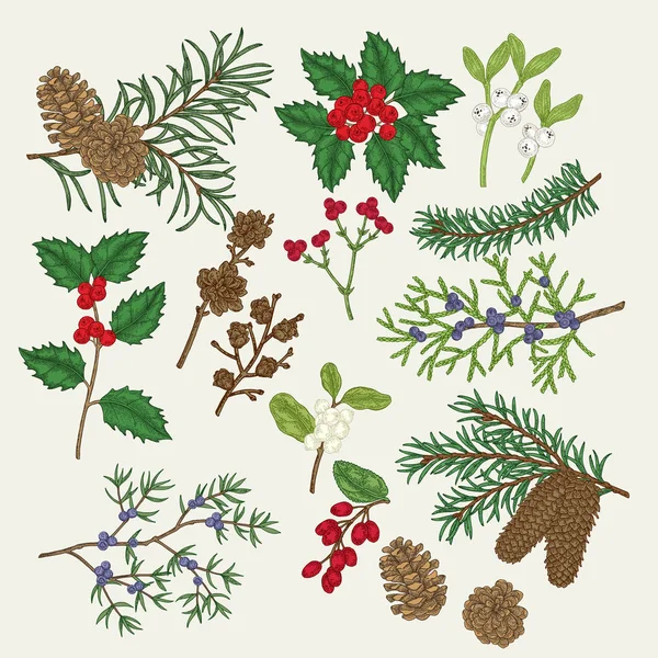 Plantas Navidad Dibujadas Mano Holly Muérdago Pino Spruse Enebro Agracejo — Archivo Imágenes Vectoriales