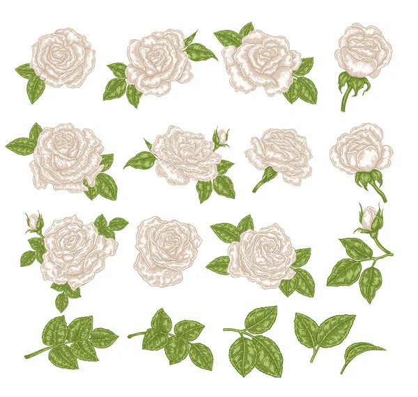 Λευκά Τριαντάφυλλα Διανυσματικά Εικονογράφηση Χέρι Λουλούδια Και Φύλλα Στοιχεία Floral — Διανυσματικό Αρχείο