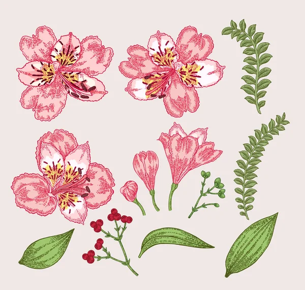 Set de flores de primavera. Alstroemeria dibujada a mano flores y hojas. Ilustración botánica vectorial Vintage . — Archivo Imágenes Vectoriales