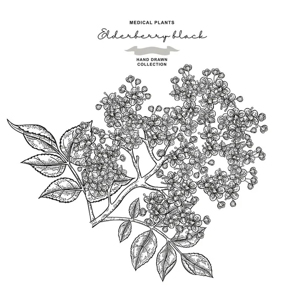 Holunderblütenzweig isoliert auf weißem Hintergrund. Handgezeichneter Holunder oder Sambucus mit Blüten und Blättern. Vektorabbildung eingraviert. — Stockvektor