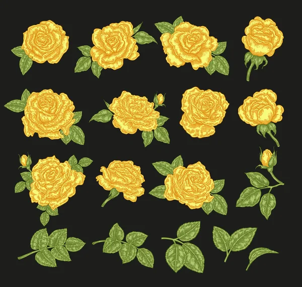 Ilustración Vectorial Rosas Amarillas Flores Hojas Dibujadas Mano Elementos Diseño — Archivo Imágenes Vectoriales