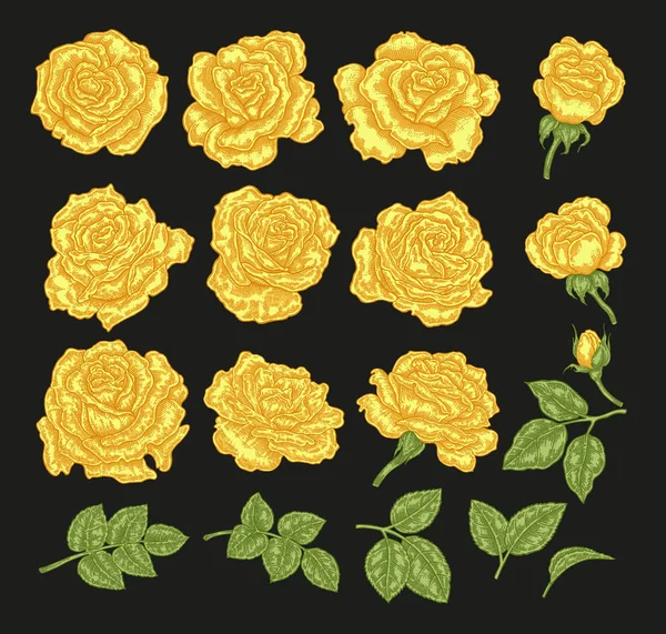 Ilustración vectorial rosas amarillas. Flores y hojas dibujadas a mano. Elementos de diseño floral . — Archivo Imágenes Vectoriales