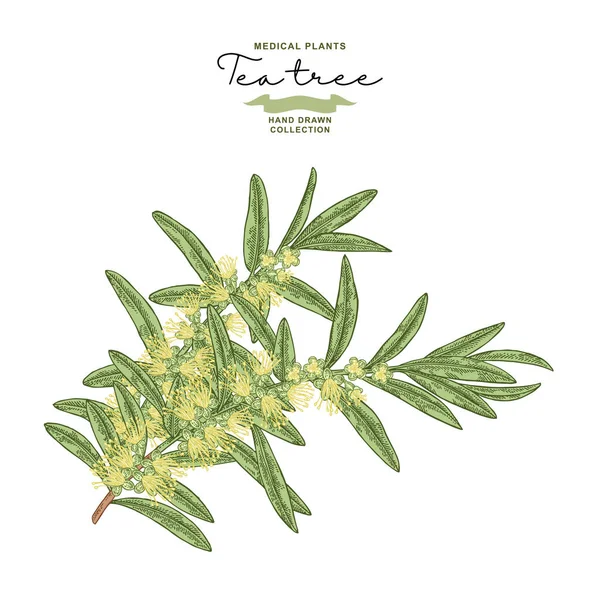 Hand drawn tea tree branches with flowers isolated on white background. Melaleuca plant. Vector botanical illustration. — Stock Illustration Hand drawn tea tree branches with flowers isolated on white background. Melaleuca plant. Vector botanical illustration. Vector Graphics