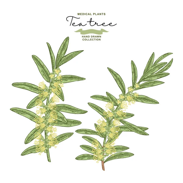Hand drawn tea tree branches with flowers isolated on white background. Melaleuca plant. Vector botanical illustration. — Stock Illustration Hand drawn tea tree branches with flowers isolated on white background. Melaleuca plant. Vector botanical illustration. Royalty Free Stock Vectors