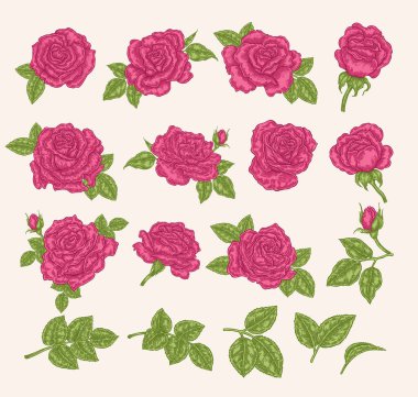 Pembe gül topluluğu. Çiçekler, yapraklar ve tomurcukları illüstrasyon vektör. Elle çizilmiş. Çiçek tasarım öğeleri.