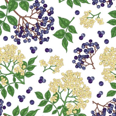 Mürver ve elderflower seamless modeli. Elle çizilmiş sambucus çiçek, yaprak ve meyveleri. Vektör çizim vintage.