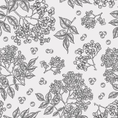 Mürver ve elderflower seamless modeli. Elle çizilmiş sambucus çiçek, yaprak ve meyveleri. Vektör çizim vintage.