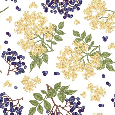 Mürver ve elderflower seamless modeli. Elle çizilmiş sambucus çiçek, yaprak ve meyveleri. Vektör çizim vintage.