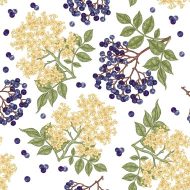 Mürver ve elderflower seamless modeli. Elle çizilmiş sambucus çiçek, yaprak ve meyveleri. Vektör çizim vintage.