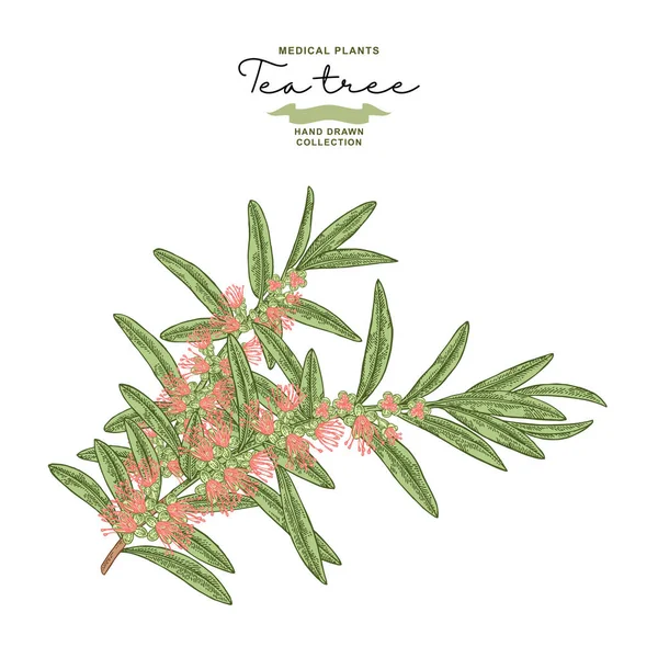 Çiçekli Beyaz arka plan üzerinde izole el çekilmiş çay ağacı dalları. Melaleuca bitki. Botanik vektör çizim.