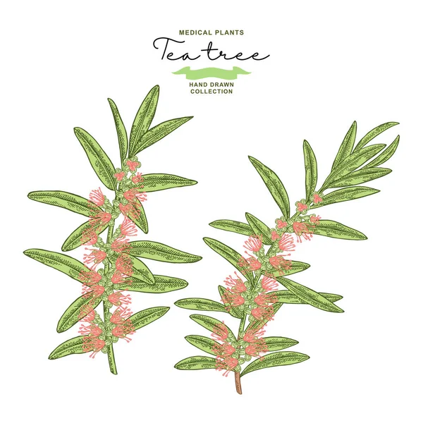 Çiçekli Beyaz arka plan üzerinde izole el çekilmiş çay ağacı dalları. Melaleuca bitki. Botanik vektör çizim.