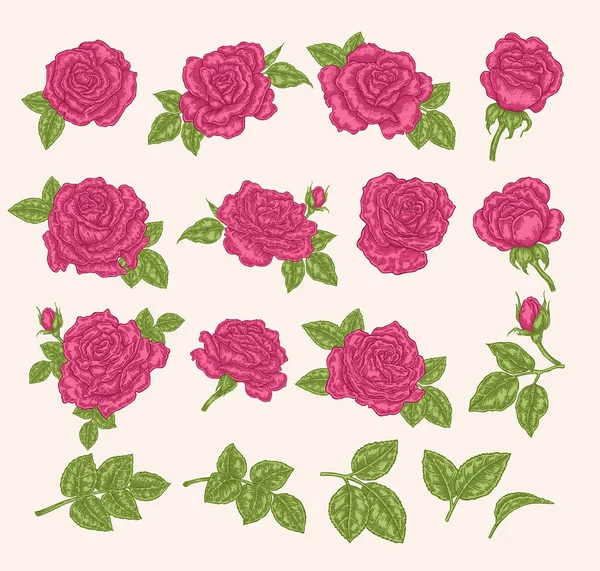 Rózsaszín Rózsák Gyűjteménye Virágok Levelek Rügyek Vektoros Illusztráció Kézzel Rajzolt — Stock Vector