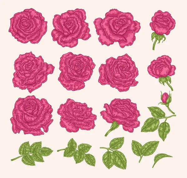 Colección Rosas Rosadas Ilustración Vectorial Flores Hojas Brotes Mano Dibujada — Archivo Imágenes Vectoriales