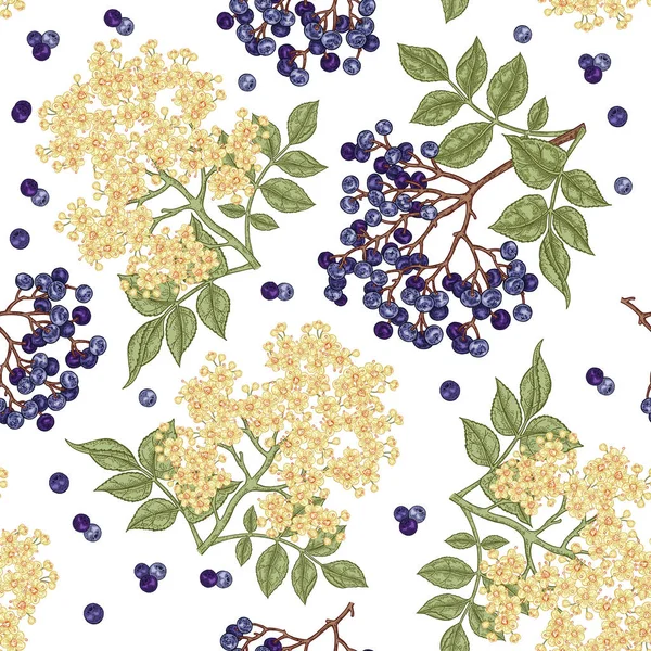 Mürver ve elderflower seamless modeli. Elle çizilmiş sambucus çiçek, yaprak ve meyveleri. Vektör çizim vintage.