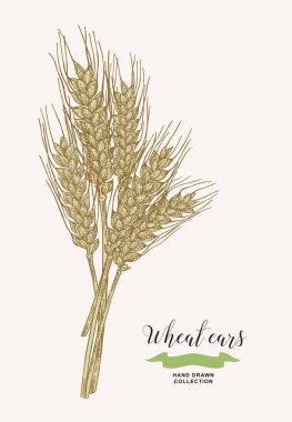 Wheat ears. Rustic bouquet design. Hand drawn vector illustration. clipart