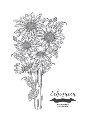 Ekinezya çiçek ve yaprakları. Tıbbi bitkiler ayarlayın. Çizilmiş vektör çizim el.