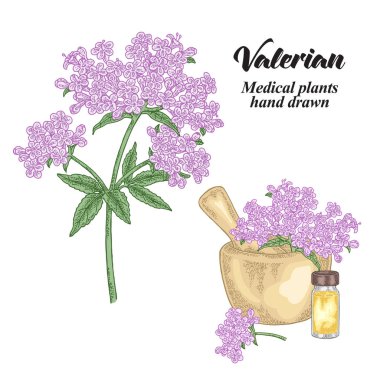 Valerian çiçek ve yaprak beyaz arka plan üzerinde izole. Tıbbi otlar ayarlayın. Vektör çizim elle çizilmiş.