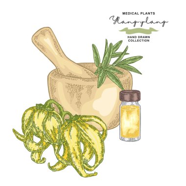 Ylang-Ylang esans. Tıbbi bitkiler ayarlayın. Vektör çizim elle çizilmiş.