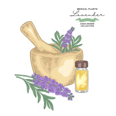 Lavanta çiçekleri ve uçucu yağ ile cam şişe. Tıbbi bitkiler ayarlayın. Vektör çizim elle çizilmiş.