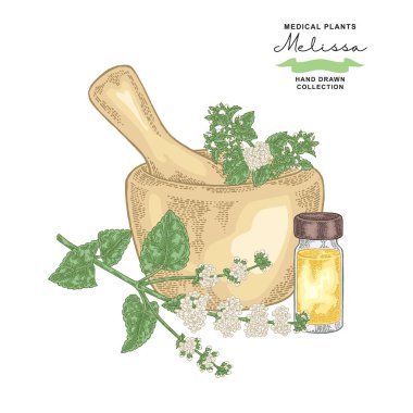 Melissa officinalis çiçek ve yaprakları. Tıbbi bitkiler ayarlayın. Vektör çizim elle çizilmiş.