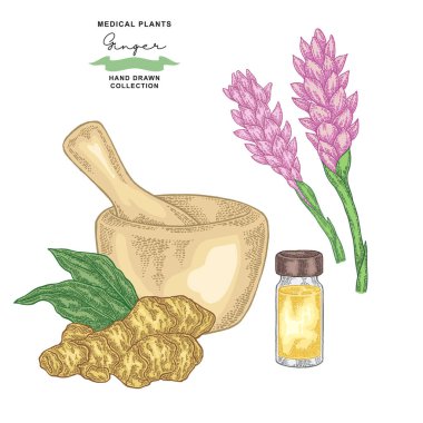 Zencefil kökü, yaprakları ve küme çiçekler. Tıbbi bitkiler koleksiyonu. Vektör çizim elle çizilmiş.