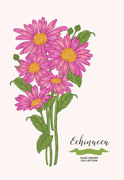 Echinacea Kwiatów Liści Zestaw Roślin Leczniczych Ręcznie Rysowane Wektor Ilustracja — Wektor stockowy