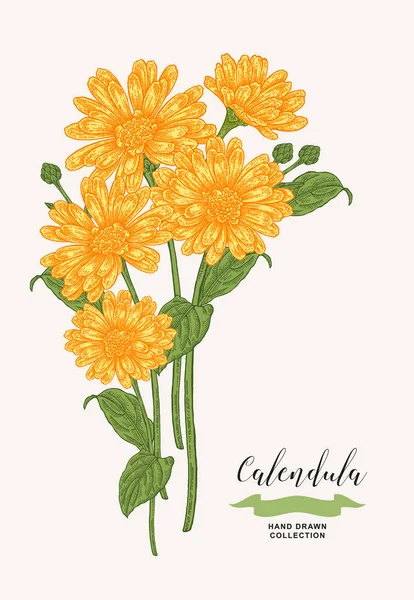 Calendula Fiori Foglie Piante Mediche Impostate Illustrazione Del Vettore Disegnato — Vettoriale Stock