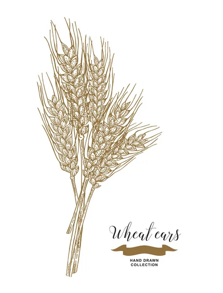 小麦の穂 素朴な花束のデザイン 手描きの背景イラスト — ストックベクタ