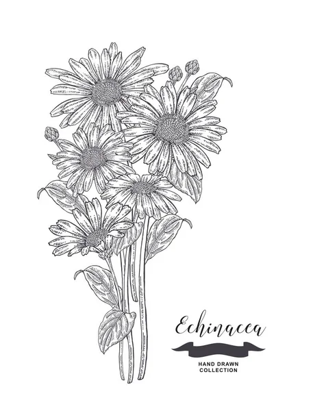 Echinacea Flores Folhas Plantas Médicas Prontas Ilustração Vetorial Desenhada Mão — Vetor de Stock