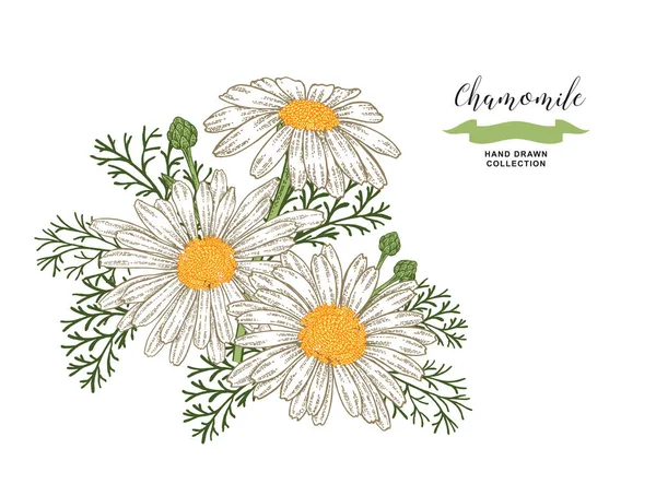 Χαμομήλι Λουλούδια Και Φύλλα Φλοράλ Σύνθεση Σετ Ιατρικά Βότανα Χέρι — Διανυσματικό Αρχείο