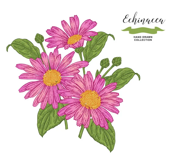 Echinacea Λουλούδια Και Φύλλα Φλοράλ Σύνθεση Σετ Ιατρικά Βότανα Χέρι — Διανυσματικό Αρχείο