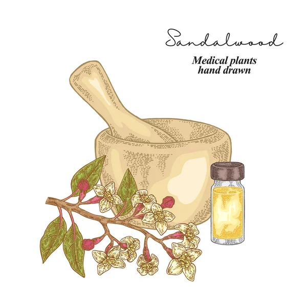 Huile Essentielle Santal Ensemble Herbes Médicales Illustration Vectorielle Dessinée Main — Image vectorielle