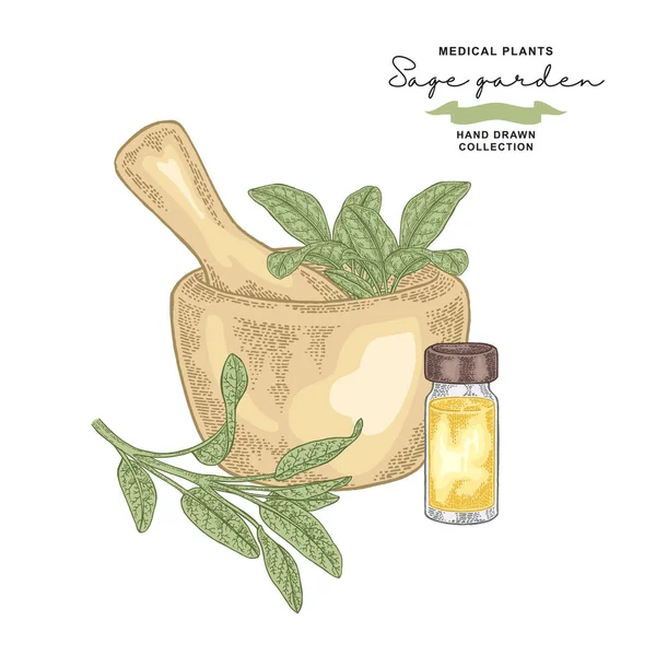 Sage Garden Branch Salvia Essential Oil Medical Plants Set Vector — Stock Vector