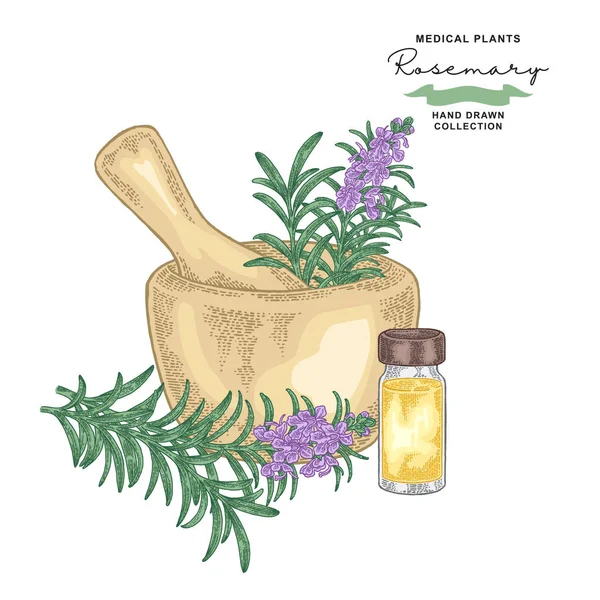 Flores Hojas Romero Plantas Medicinales Listas Ilustración Vectorial Dibujada Mano — Vector de stock