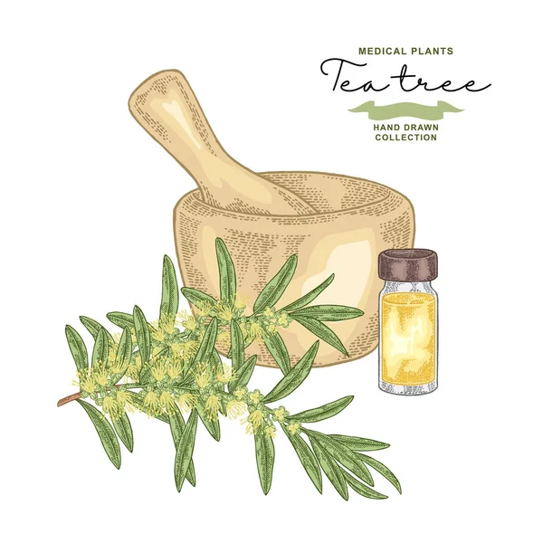 Tea tree flowers and leaves isolated on white background. Medical herbs set. Vector illustration hand drawn. — Stock Illustration Tea Tree Flowers Leaves Isolated White Background Medical Herbs Set Vector Graphics