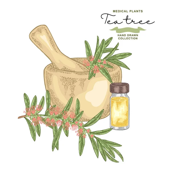 Tea tree flowers and leaves.Melaleuca essential oil. Medical herbs set. Vector illustration hand drawn. — Stock Illustration Tea Tree Flowers Leaves Melaleuca Essential Oil Medical Herbs Set Stock Illustration