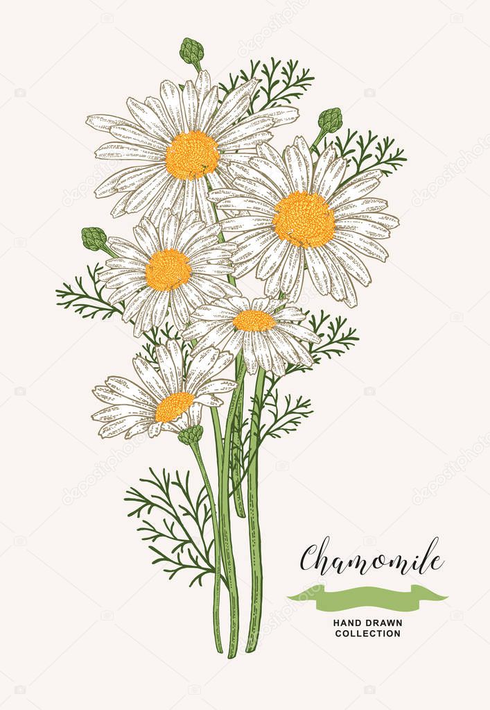 Chamomile flowers. Rustic bouquet design. Hand drawn vector illustration.
