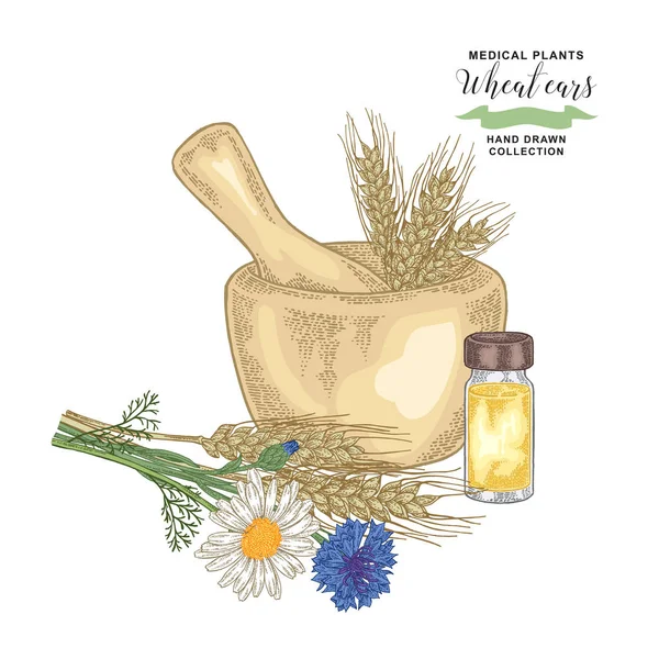 Orecchie di grano con fiordaliso e camomilla. Piante mediche impostate. Illustrazione vettoriale disegnata a mano . — Vettoriale Stock