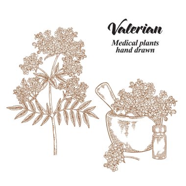 Valerian çiçek ve yaprak beyaz arka plan üzerinde izole. Tıbbi otlar ayarlayın. Vektör çizim elle çizilmiş.