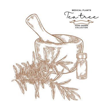 Çay ağacı çiçek ve yaprakları. Tıbbi bitkiler ayarlayın. Vektör çizim elle çizilmiş.