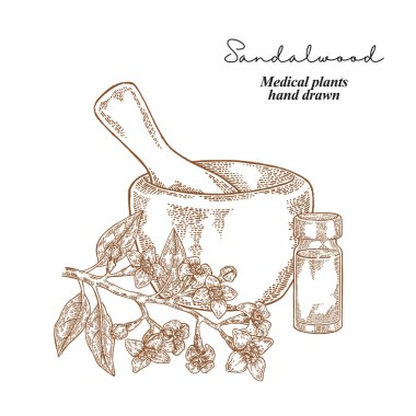 Sandalwood branch with flowers and leaves. Medical plants set. Vector illustration hand drawn. clipart