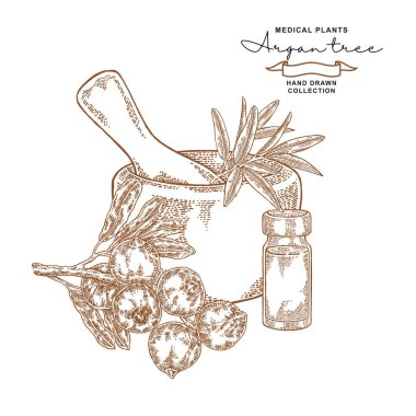Argan ağacı esansiyel yağ. Tıbbi bitkiler ayarlayın. Vektör çizim elle çizilmiş.