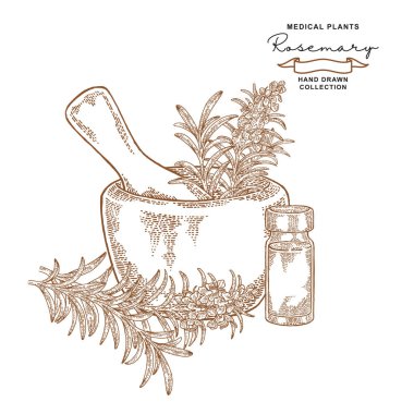 Biberiye çiçek ve yaprakları. Tıbbi bitkiler ayarlayın. Vektör çizim elle çizilmiş.