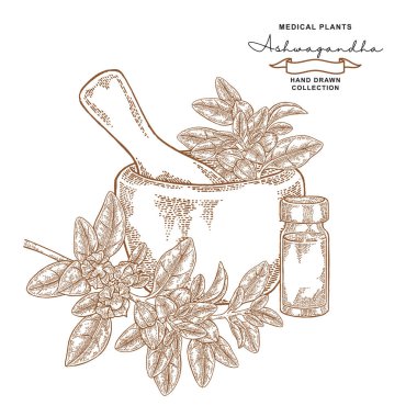 Ashwagandha şube yaprakları ve meyveleri ile. Tıbbi bitkiler ayarlayın. Vektör çizim elle çizilmiş.