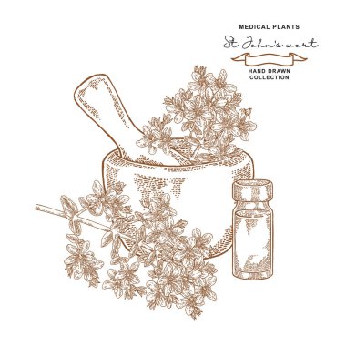 Tutsan çiçek ve yaprakları. St Johns wort esans. Tıbbi bitkiler ayarlayın. Vektör çizim elle çizilmiş.